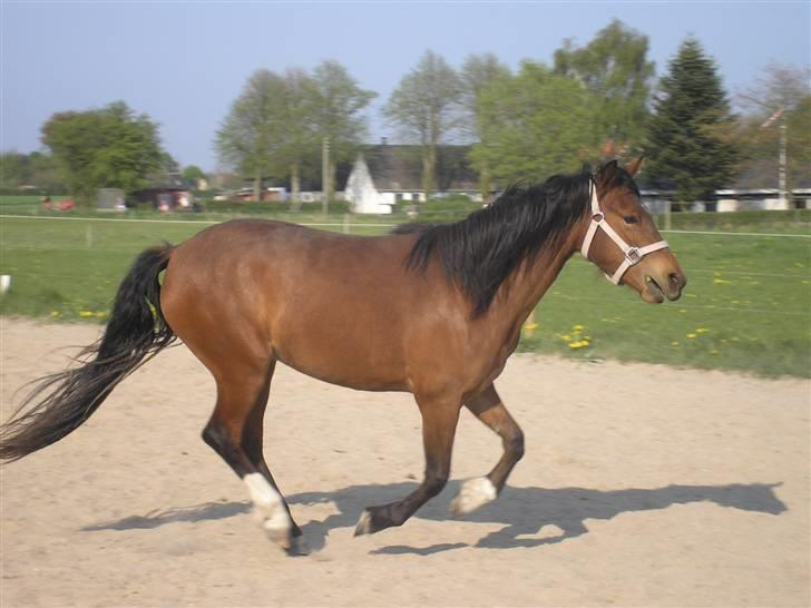 Anden særlig race Sperlings Amber - Fuld fart frem ! =) (Maj 2009) billede 11