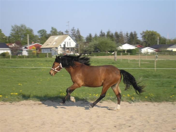 Anden særlig race Sperlings Amber - Flot, nærmest svævende, galop... Smukke ponniie ;) (Maj 2009) billede 12