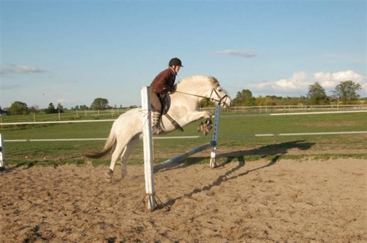 Fjordhest Tempo - Ja temsen kan også springe med rytter billede 8
