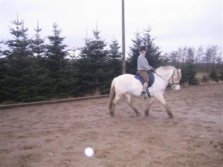 Fjordhest Tempo - dressur billede 9