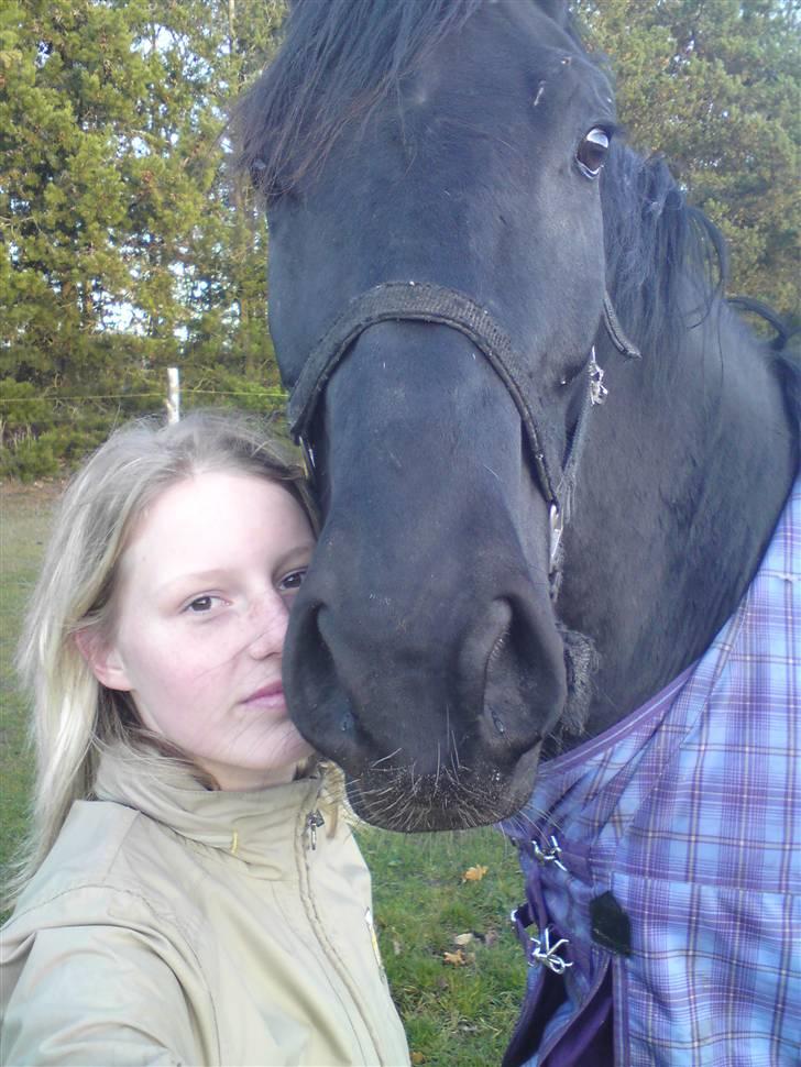 Hollandsk Varmblod Versace Ospa - kærlighed<33 billede 19