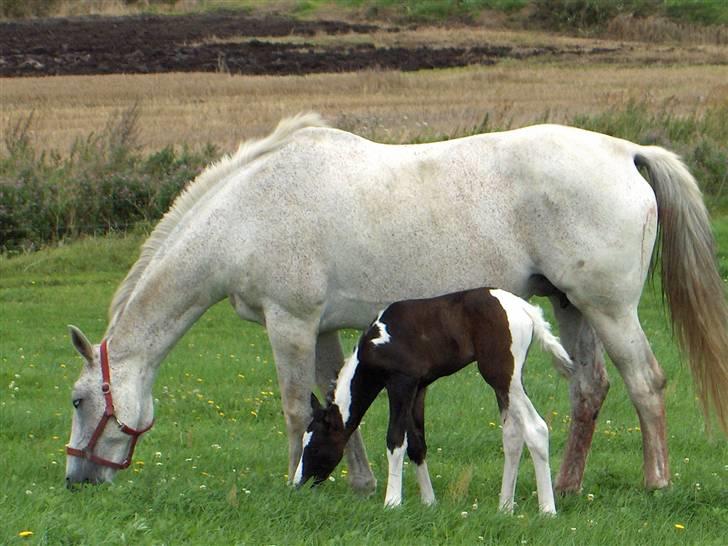 Anden særlig race  Montana - Montana da hun var en lille bitte hest billede 8