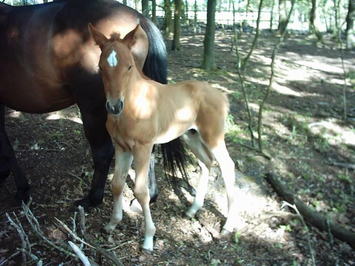 Anden særlig race Solgt Enghavegårds D´arcy *SOLGT* billede 6
