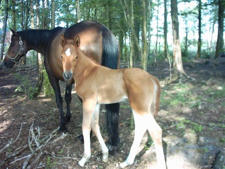 Anden særlig race Solgt Enghavegårds D´arcy *SOLGT* billede 7