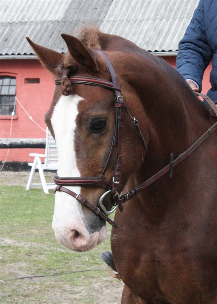 Welsh Cob (sec D) Not Again - Banjo til dressurstævne den 29/5-10 billede 1