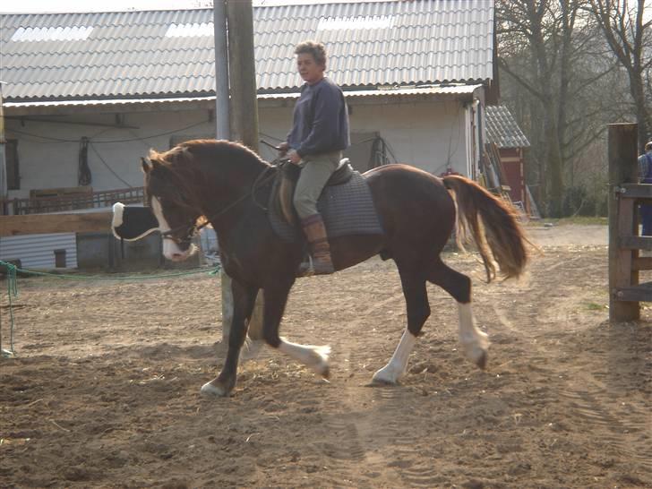 Welsh Cob (sec D) Not Again - Banjo og mor nyder det gode vejr på ridebanen :) billede 2