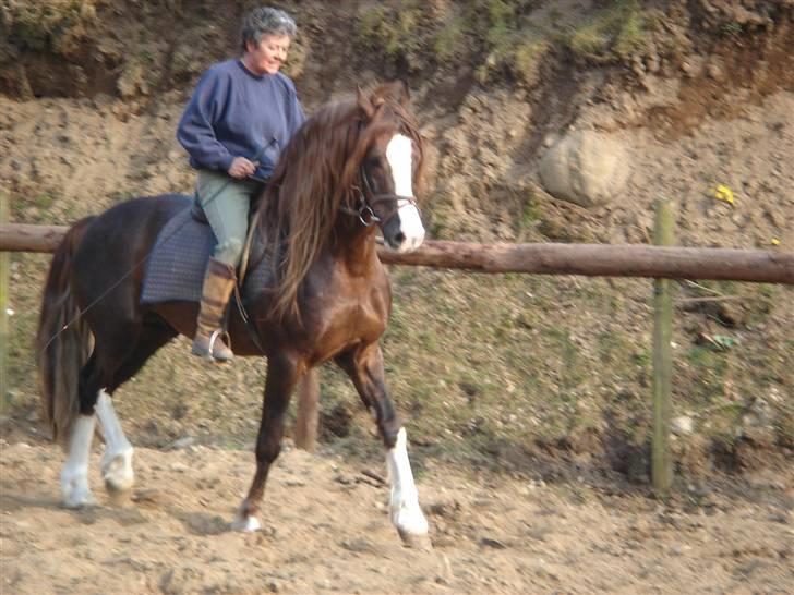 Welsh Cob (sec D) Not Again - Banjo og mor nyder det gode vejr på ridebanen, selvom drengen ikke helt vidste, om han ville samarbejde. billede 3