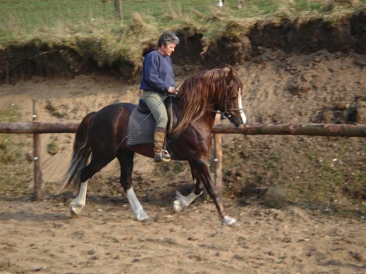 Welsh Cob (sec D) Not Again - Banjo og mor nyder det gode vejr på ridebanen :) billede 4
