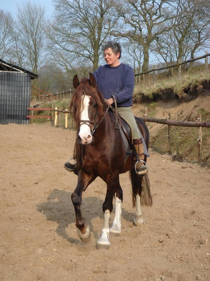 Welsh Cob (sec D) Not Again billede 5