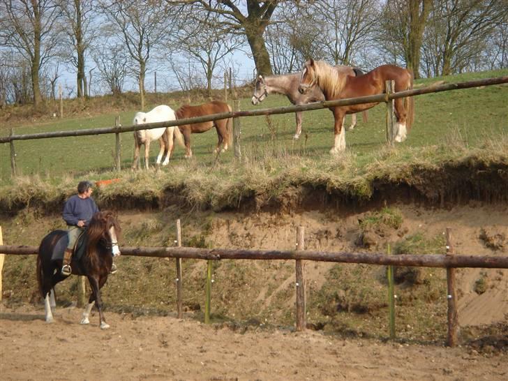 Welsh Cob (sec D) Not Again - Det er svært at koncentrere sig, når de andre leger på marken. billede 6