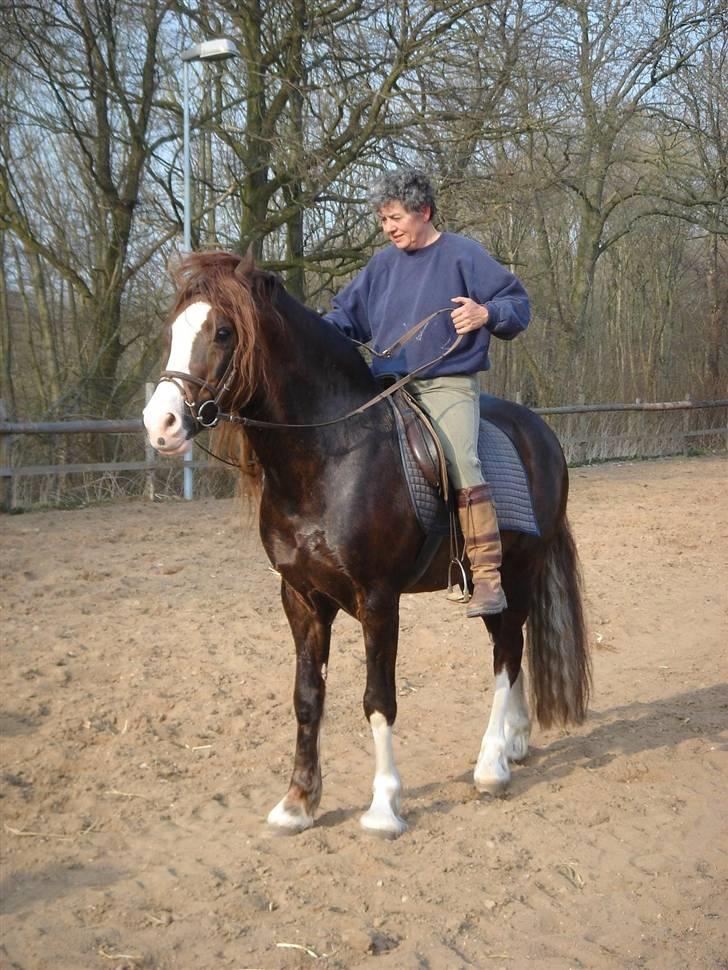 Welsh Cob (sec D) Not Again - Banjo og mor - godt brugt. billede 7