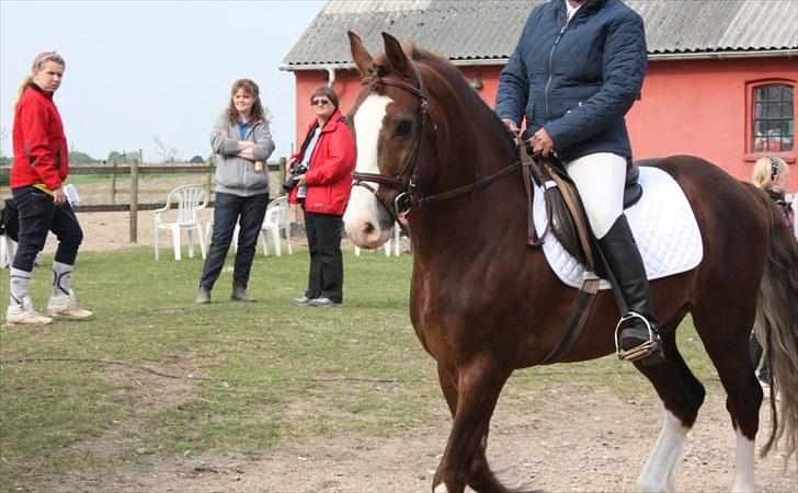 Welsh Cob (sec D) Not Again - Banjo på stævnepladsen den 29/5-10 billede 9