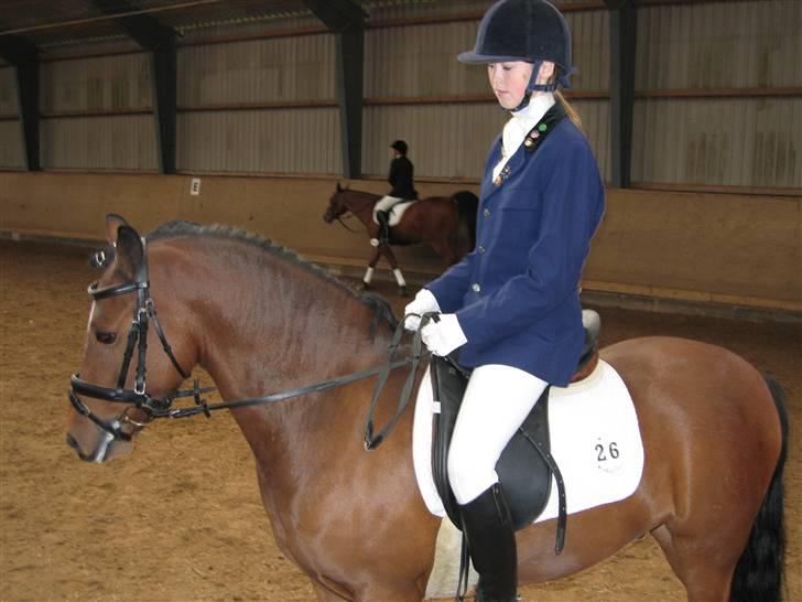 Welsh Pony (sec B) | Bjerregaards Samson | - Vi holder lige en lille pause under opvarmningen :) billede 2