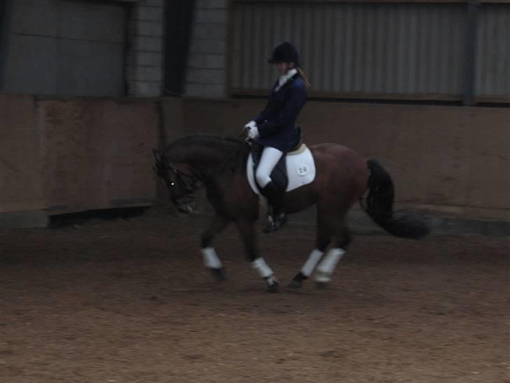 Welsh Pony (sec B) | Bjerregaards Samson | - Lidt galoparbejde billede 3