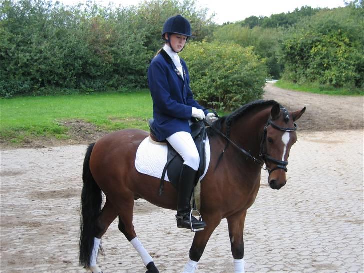 Welsh Pony (sec B) | Bjerregaards Samson | - Samson på gårdspladsen - VRK billede 4