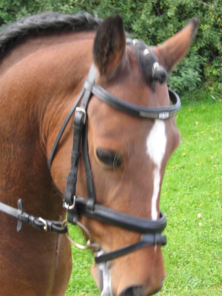 Welsh Pony (sec B) | Bjerregaards Samson | - Samsons smukke hoved billede 7