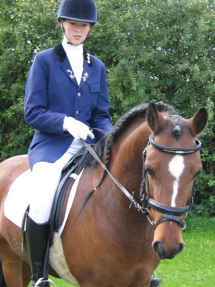 Welsh Pony (sec B) | Bjerregaards Samson | - Samson og jeg efter stævnedeltagelse billede 8