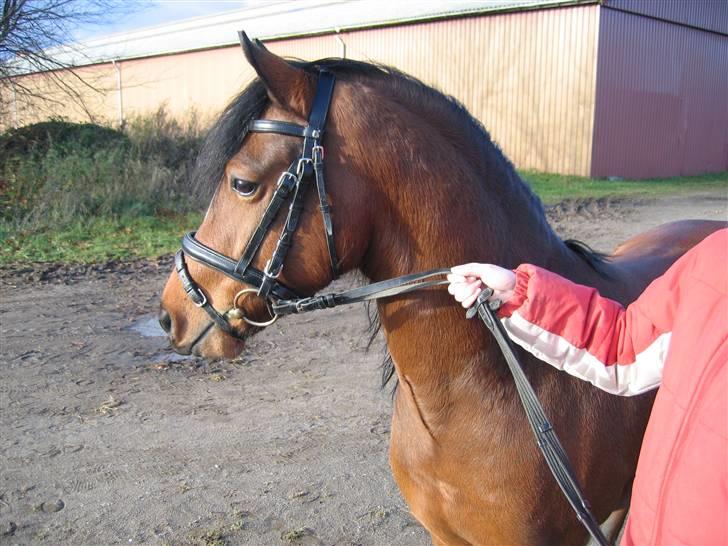 Welsh Pony (sec B) | Bjerregaards Samson | - Smukke Samson ved foldene på VRK billede 11