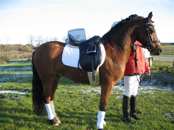 Welsh Pony (sec B) | Bjerregaards Samson | - Samson til photoshoot efter stævne :) billede 12