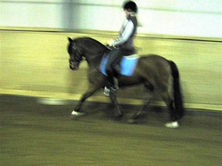 Welsh Pony (sec B) | Bjerregaards Samson | - Træning i ridehallen en sen vinteraften billede 13