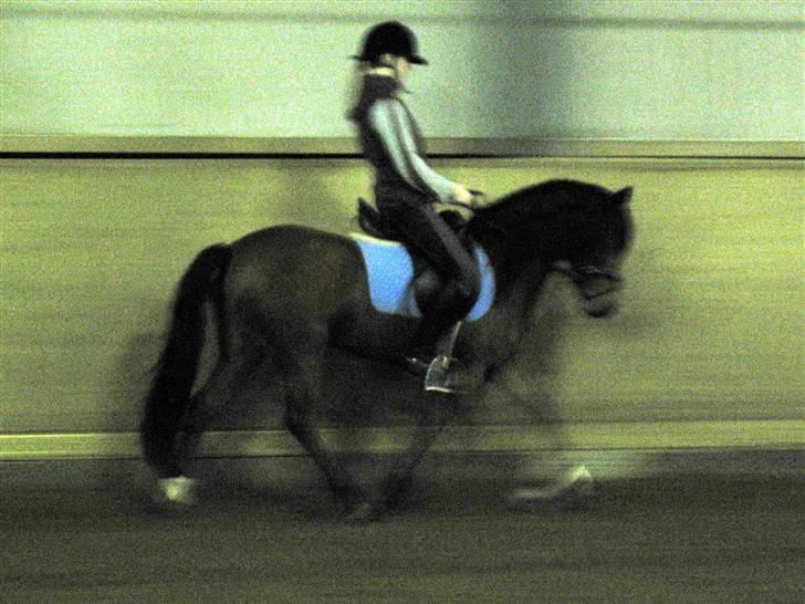 Welsh Pony (sec B) | Bjerregaards Samson | - Træning i ridehallen en sen vinteraften billede 14