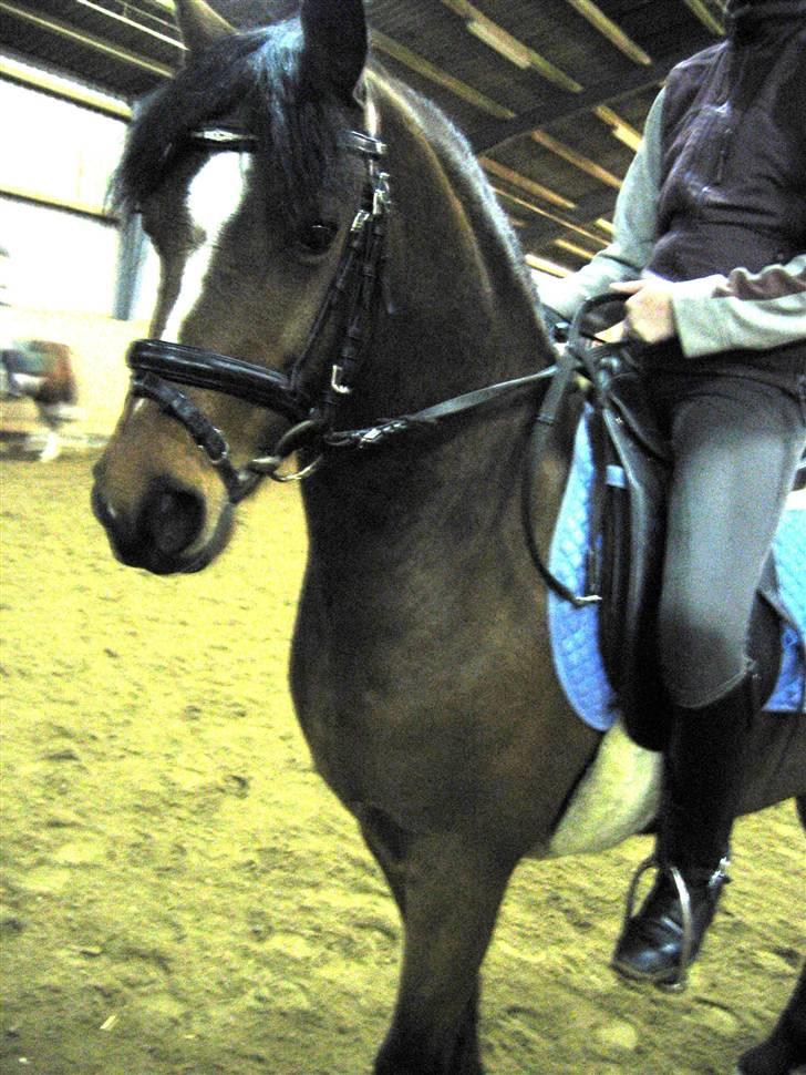 Welsh Pony (sec B) | Bjerregaards Samson | - Min smukke pony igen billede 15