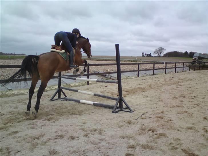 Dansk Varmblod *Hoeck´S Cirkeline* R.I.P :'( - Christina springer (: foto: mig billede 3