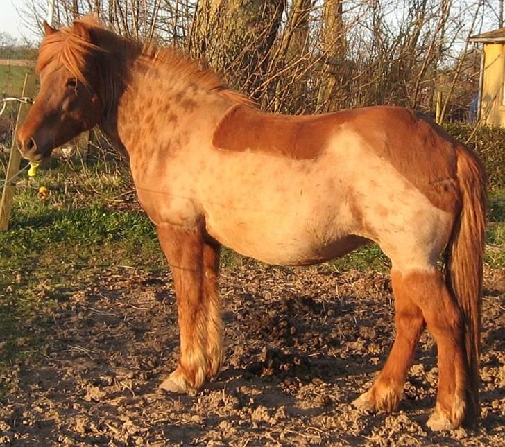 Islænder Táta fra Tyrevoldsdal - 5/4 2009, en uge over termin med lille Asni. billede 13