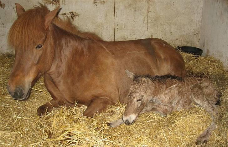 Islænder Táta fra Tyrevoldsdal - 2/5 2009, Táta med sin nyfødte søn Asni, født 4 uger og 4 dage over termin. billede 14