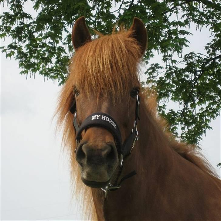 Islænder Táta fra Tyrevoldsdal - 3/5 2009, kan man være så smuk? billede 15