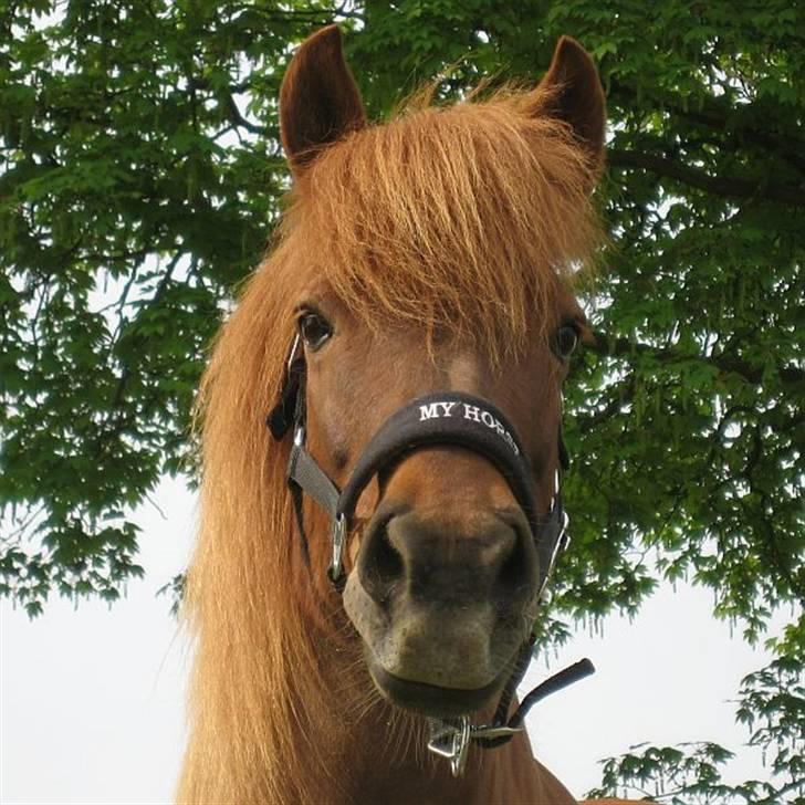 Islænder Táta fra Tyrevoldsdal - 3/5 2009, det smukkeste hoved! billede 16