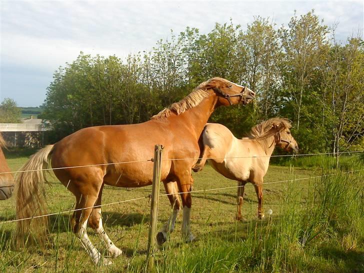 Anden særlig race Freja!! <3 Du elsket.. - Freja, din bisse!! xD <3 billede 14