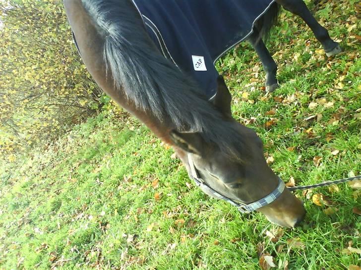 Anden særlig race bravour:) solgt og SAVNET billede 1