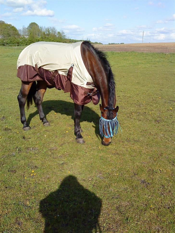 Anden særlig race bravour:) solgt og SAVNET - dejligt med græs:) billede 2