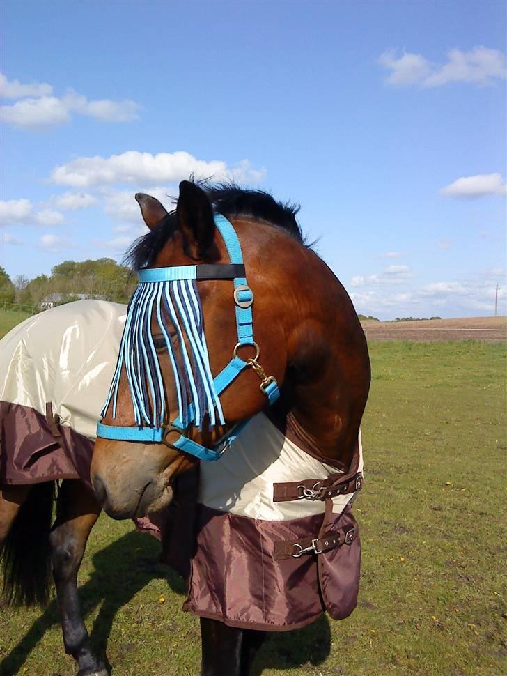 Anden særlig race bravour:) solgt og SAVNET billede 3