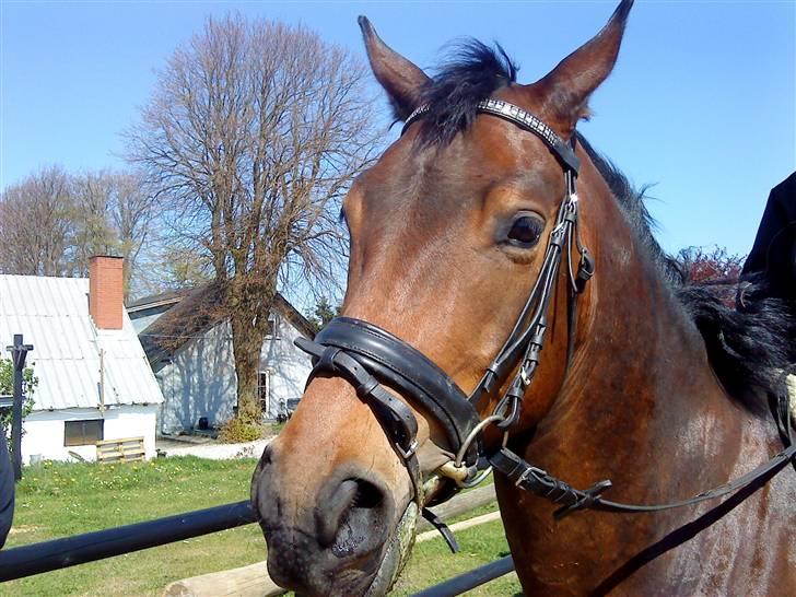 Anden særlig race bravour:) solgt og SAVNET - mor, jeg gider altså ikk tages billede a nu :) billede 4