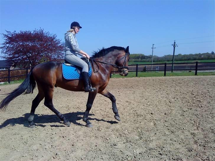 Anden særlig race bravour:) solgt og SAVNET - veninde på bravour:) billede 5