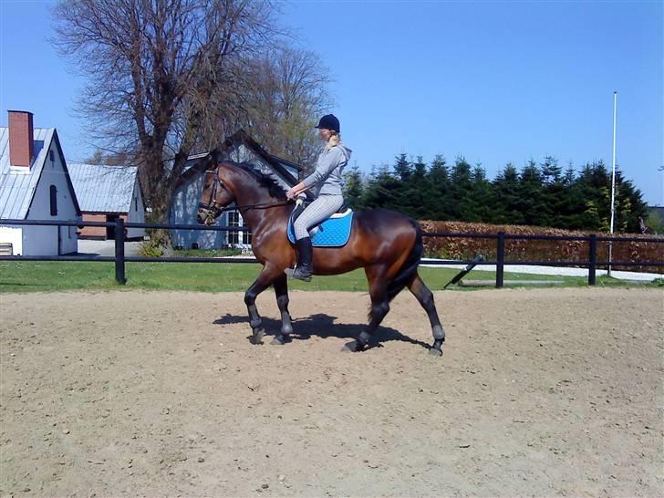 Anden særlig race bravour:) solgt og SAVNET - veninde på bravour:) billede 6