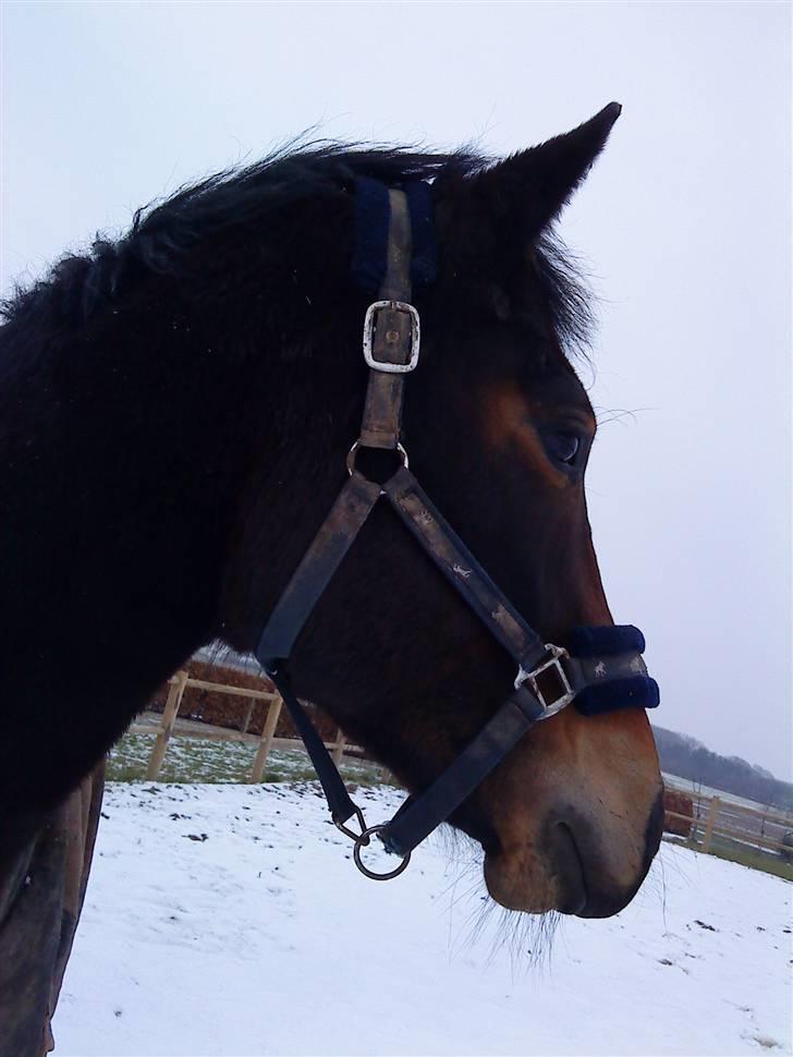 Anden særlig race bravour:) solgt og SAVNET billede 7