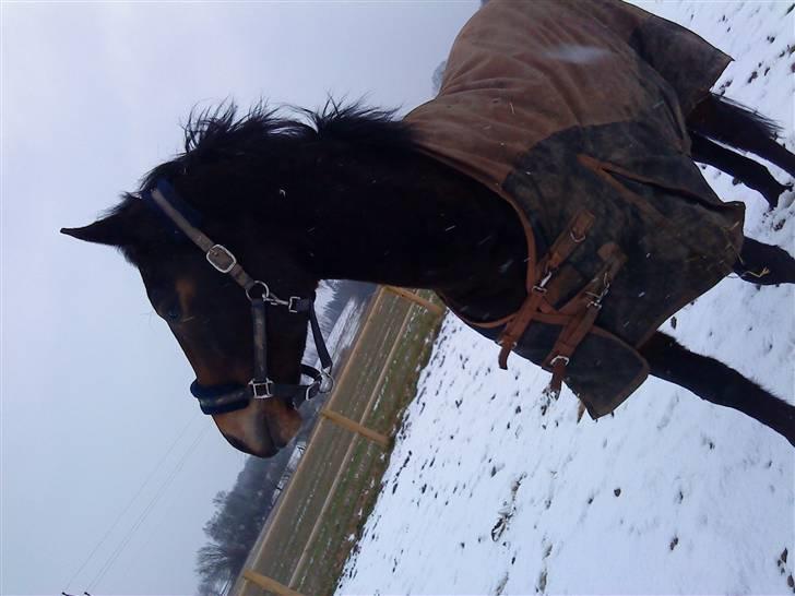 Anden særlig race bravour:) solgt og SAVNET billede 8