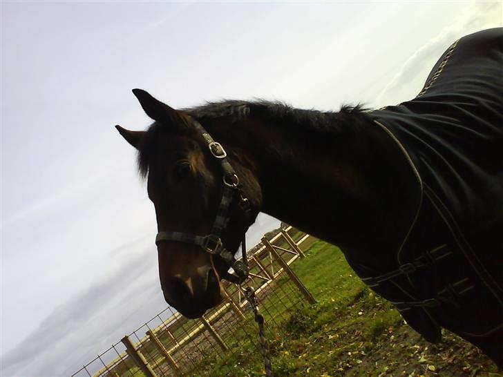 Anden særlig race bravour:) solgt og SAVNET billede 9