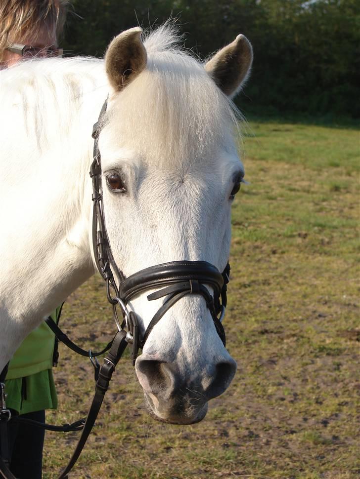 Anden særlig race Speedy Gonzales SOLGT! - min mor går med min pony imens jeg går bane  billede 3