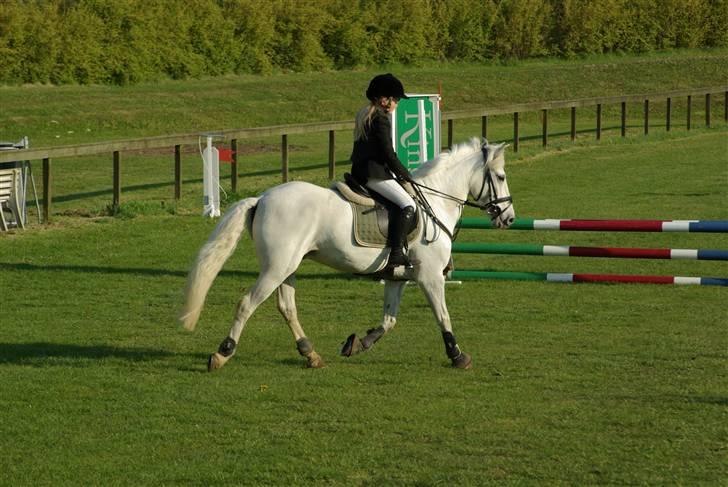 Anden særlig race Speedy Gonzales SOLGT! - nu gælder det ( ikast rideklub 2009) billede 5