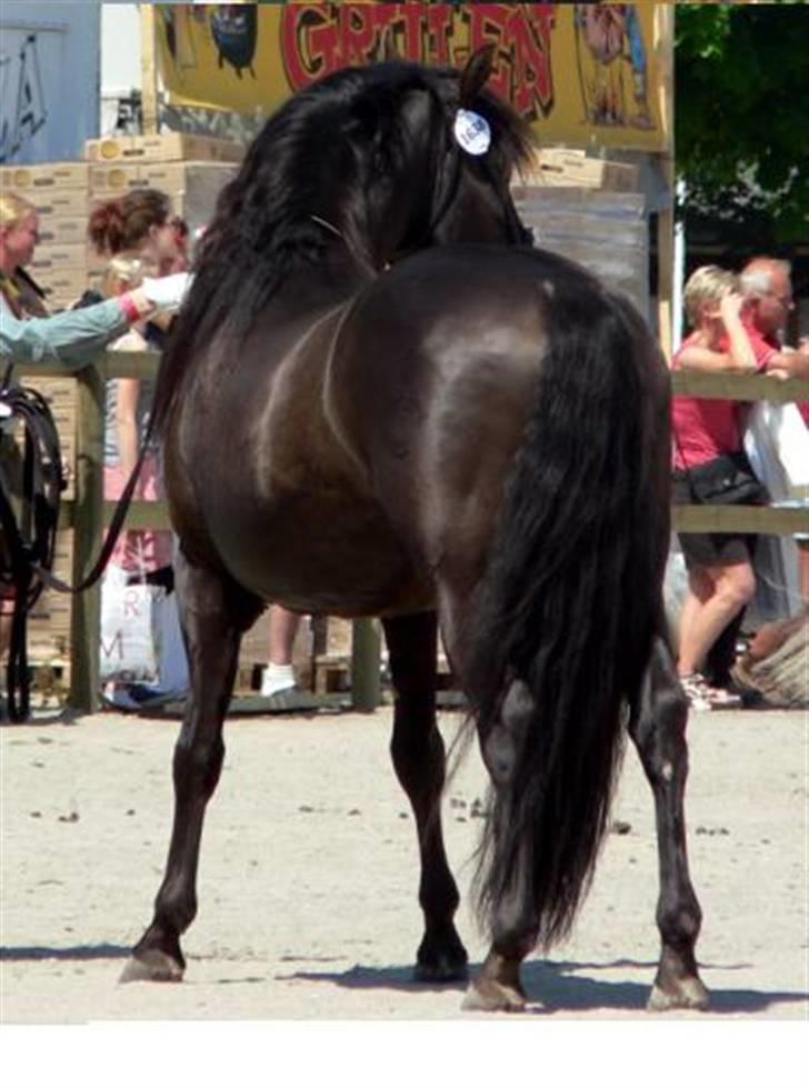 Pura Raza Española Chiclanero XI billede 13