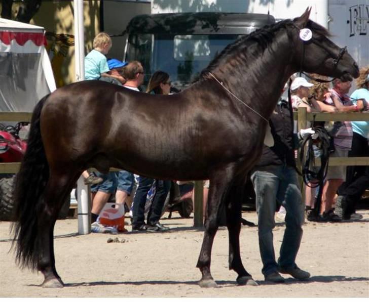 Pura Raza Española Chiclanero XI billede 15