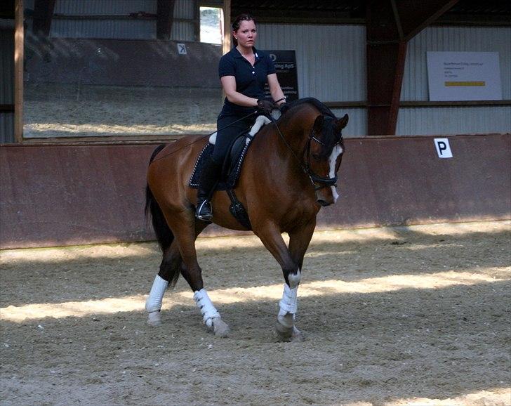 Dansk Varmblod FIGTHER - Træninq d.22-4-2011 billede 7