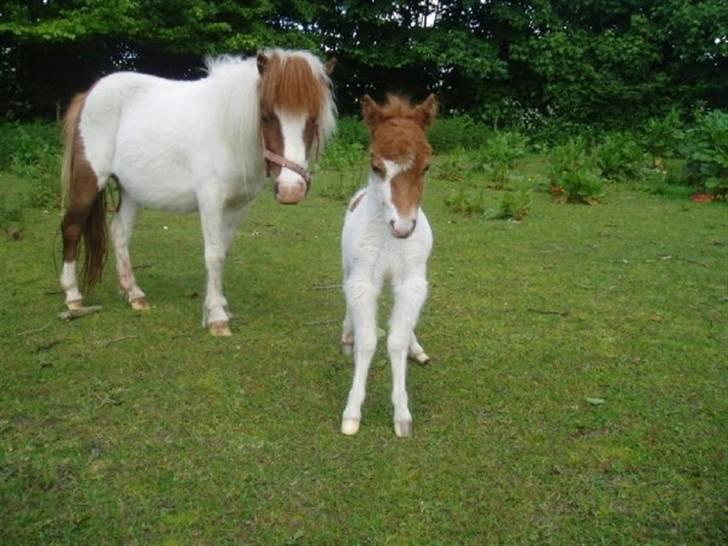 Shetlænder Bianca. Død. - lille nyt hoppeføl knap et døgn gammel, født 28 maj 2009. Nuttet ikke?? billede 8