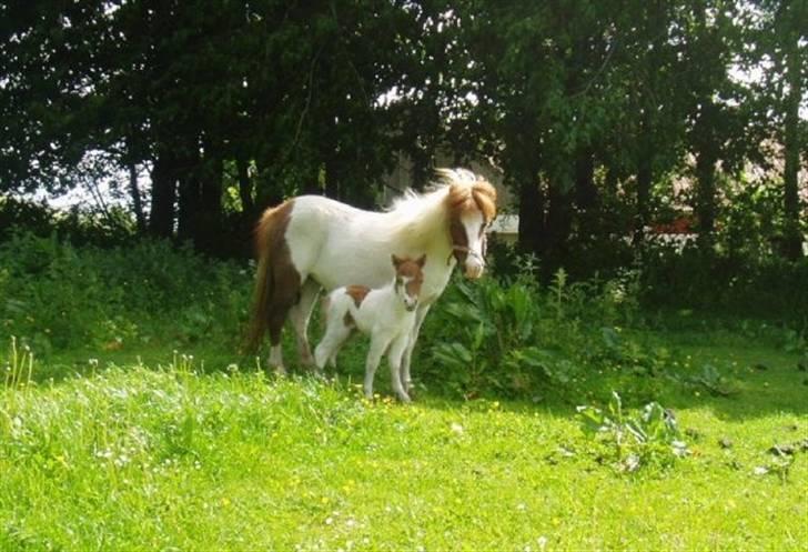 Shetlænder Bianca. Død. - Er vi ikke kære.. billede 9