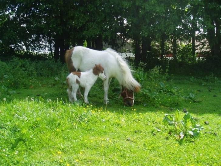 Shetlænder Bianca. Død. billede 10