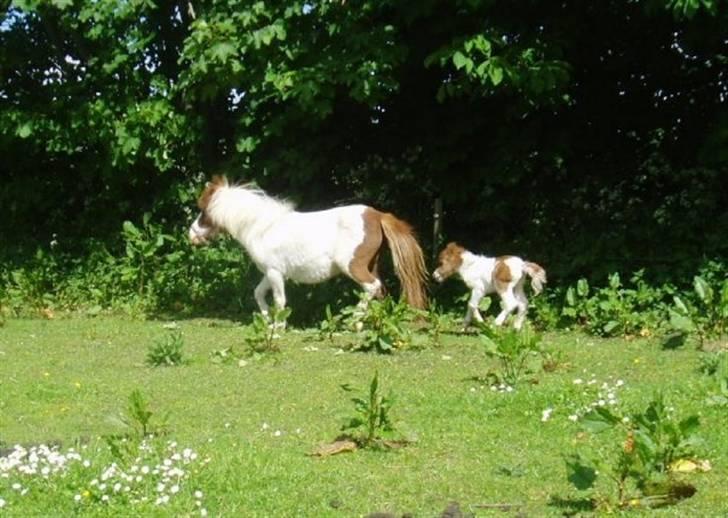 Shetlænder Bianca. Død. billede 11